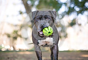 A Pit Bull Terrier dog holding a ball