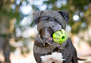 A Pit Bull Terrier dog holding a ball