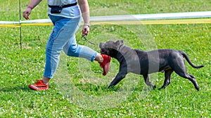 Pit bull terrier dog near a woman in jeans while walking in the park. Happy dog runs with his mistress