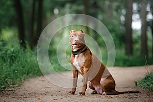 Pit bull terrier dog in the park