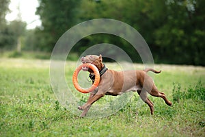 Pit bull terrier dog in the park