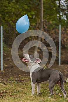 pit bull terrier dog playing with a balloon