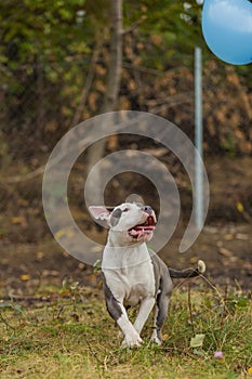 pit bull terrier dog playing with a balloon