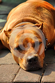 Pit Bull Terrier Flop Brown Head