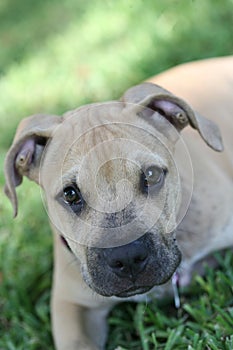 Pit Bull terrier in the grass