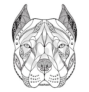 Pit bull terrier head zentangle stylized, vector, illustration photo