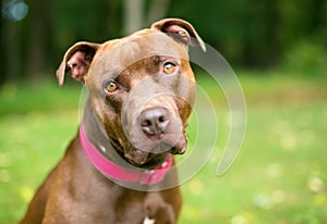 A Pit Bull Terrier x Labrador Retriever mixed breed dog looking