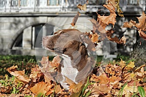 Pit Bull Terrier and leaf fall