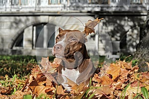 Pit Bull Terrier and leaf fall