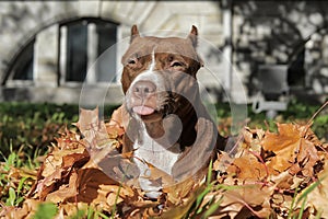 Pit Bull Terrier and leaf fall