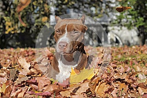 Pit Bull Terrier and leaf fall