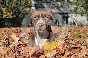 Pit Bull Terrier and leaf fall