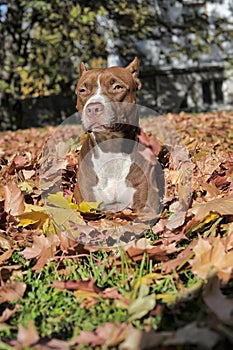 Pit Bull Terrier and leaf fall