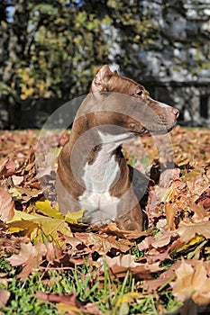 Pit Bull Terrier and leaf fall