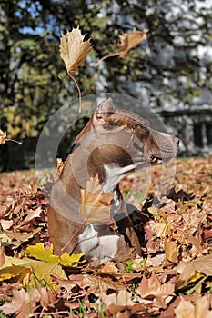 Pit Bull Terrier and leaf fall