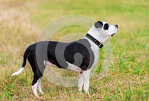 Pit bull terrier mix dog in the park