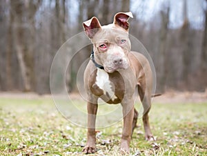 A Pit Bull Terrier mixed breed dog with `cherry eye`