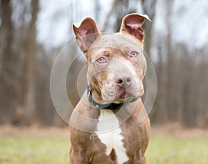 A Pit Bull Terrier mixed breed dog with `cherry eye`