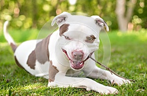 A Pit Bull Terrier mixed breed dog chewing on a stick