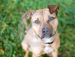 A Pit Bull Terrier mixed breed dog with floppy ears