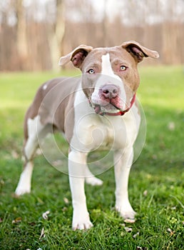 A Pit Bull Terrier mixed breed dog with a funny expression