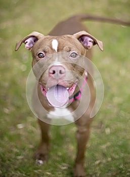 A Pit Bull Terrier mixed breed dog with a happy expression