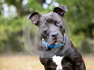 A Pit Bull Terrier mixed breed dog with a head tilt