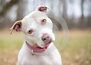 A Pit Bull Terrier mixed breed dog with a head tilt