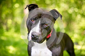 A Pit Bull Terrier mixed breed dog with a head tilt