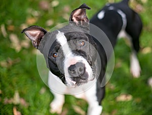A Pit Bull Terrier mixed breed dog with a head tilt