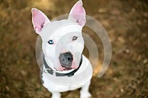 A Pit Bull Terrier mixed breed dog with heterochromia in its eye