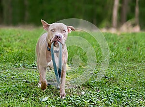 A Pit Bull Terrier mixed breed dog holding a leash in its mouth