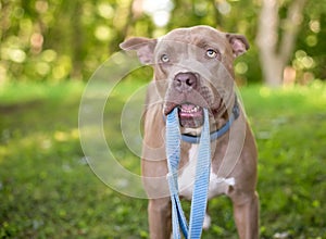 A Pit Bull Terrier mixed breed dog holding a leash in its mouth