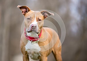 A Pit Bull Terrier mixed breed dog with large floppy ears