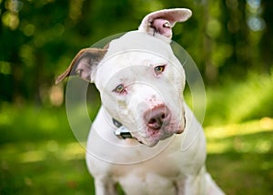 A Pit Bull Terrier mixed breed dog listening with a head tilt