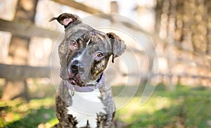 A Pit Bull Terrier mixed breed dog listening with a head tilt