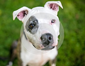 A Pit Bull Terrier mixed breed dog looking up