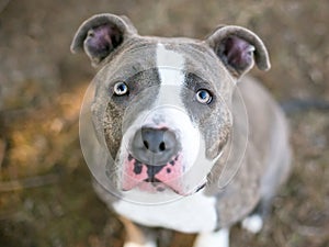 A Pit Bull Terrier mixed breed dog looking up at the camera