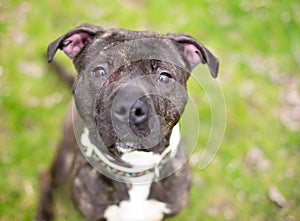 A Pit Bull Terrier mixed breed dog looking up at the camera