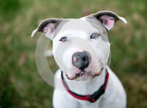 A Pit Bull Terrier mixed breed dog looking up at the camera