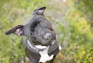 A Pit Bull Terrier mixed breed dog looking up with a head tilt