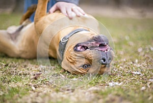 A Pit Bull Terrier mixed breed dog lying upside down