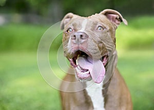 A Pit Bull Terrier mixed breed dog panting