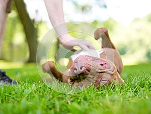 A Pit Bull Terrier mixed breed dog receiving a belly rub