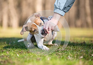 A Pit Bull Terrier mixed breed dog receiving a treat