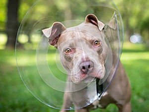 A Pit Bull Terrier mixed breed dog wearing an Elizabethan collar