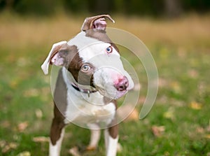 A Pit Bull Terrier mixed breed puppy listening with a head tilt