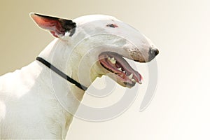 Pit Bull Terrier portrait photo