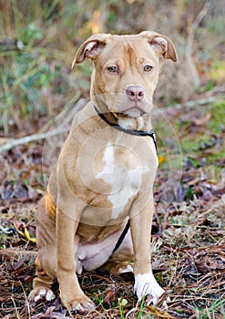 Pit Bull Terrier puppy dog