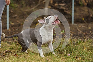 pit bull terrier puppy playing with a balloon